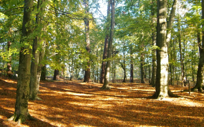 State Street Global Advisors legt Green Bond Indexfonds…